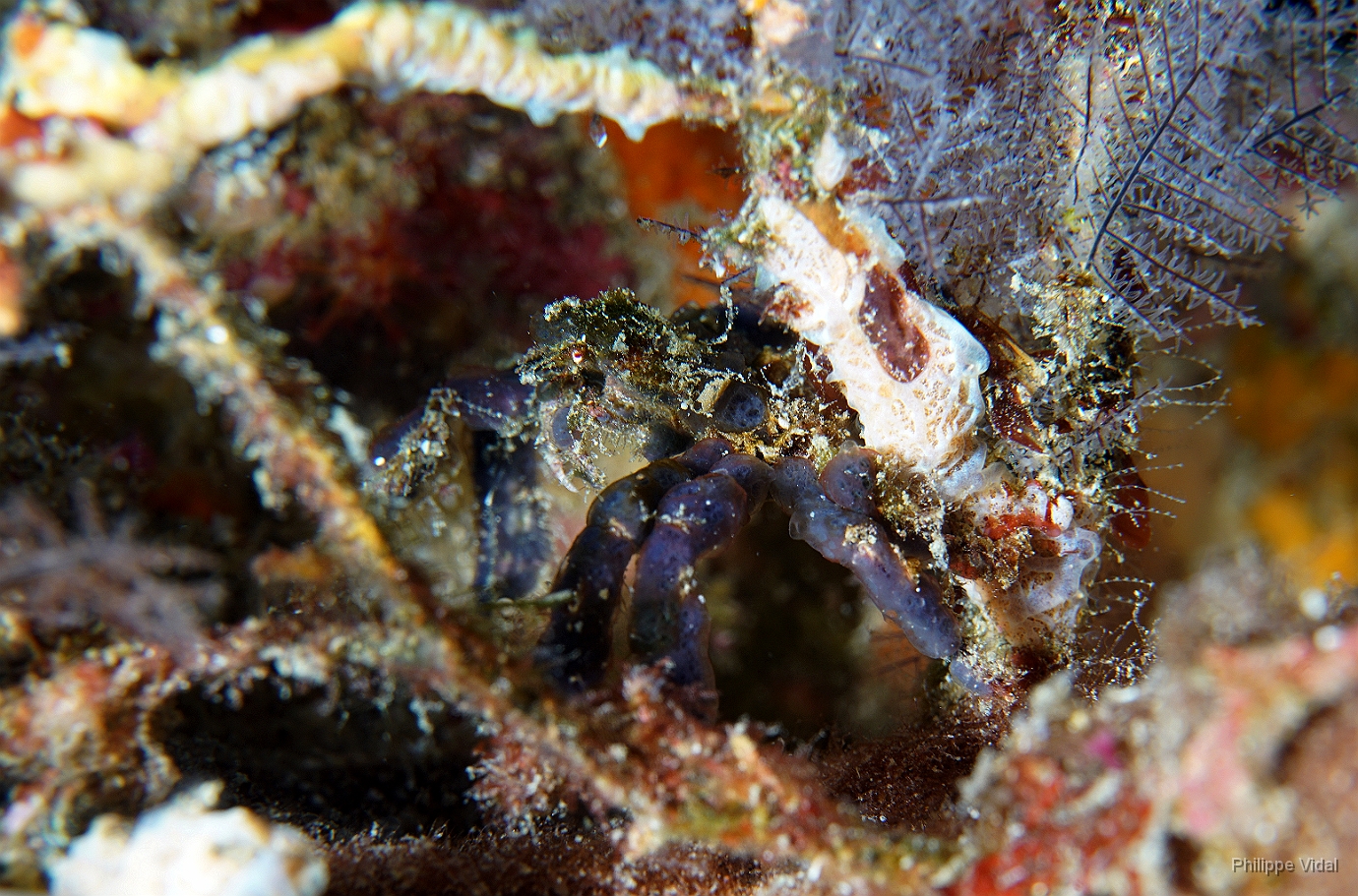 Birmanie - Mergui - 2018 - DSC03259 - Blue orangutan crab - Crabe orang outan bleu - Oncinopus.jpg